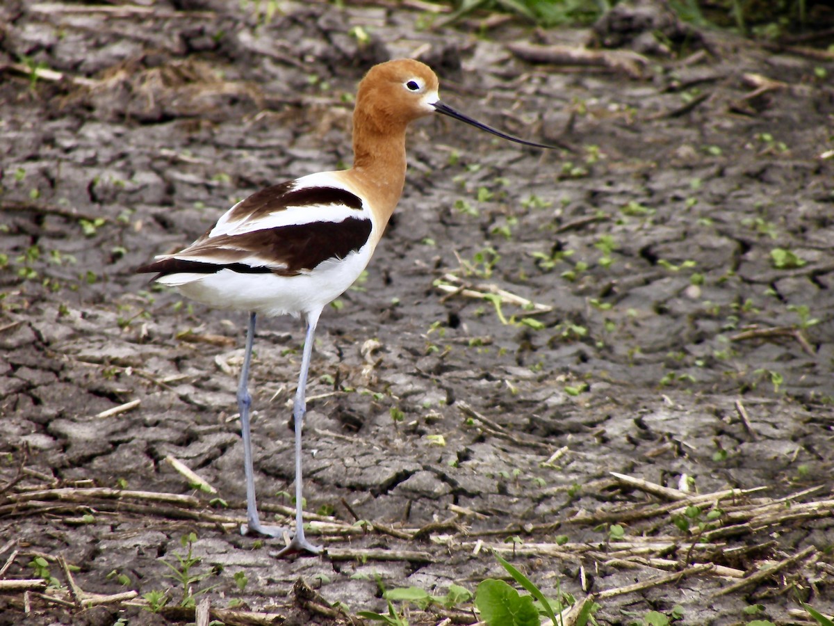 American Avocet - Andrew Hodge