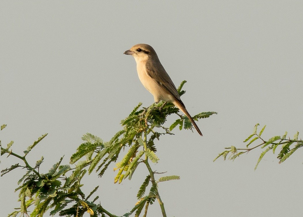 Isabelline Shrike - ML340757711