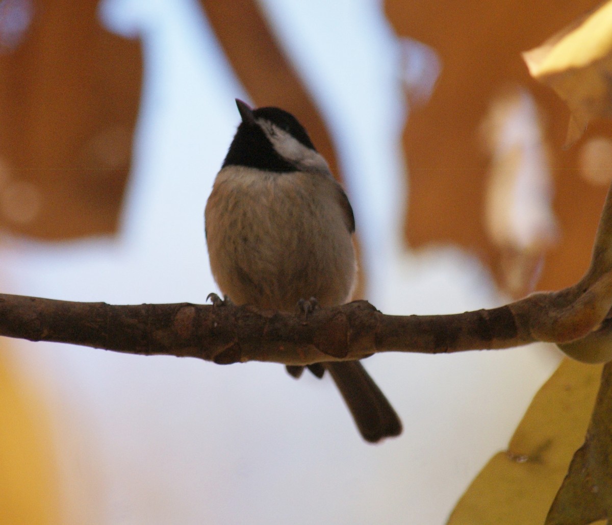 Carolina Chickadee - ML34075871