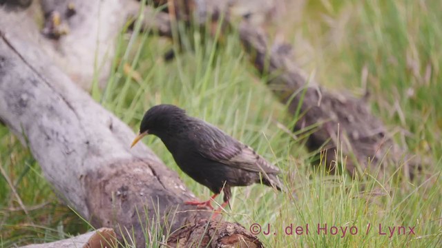 Spotless Starling - ML340759361