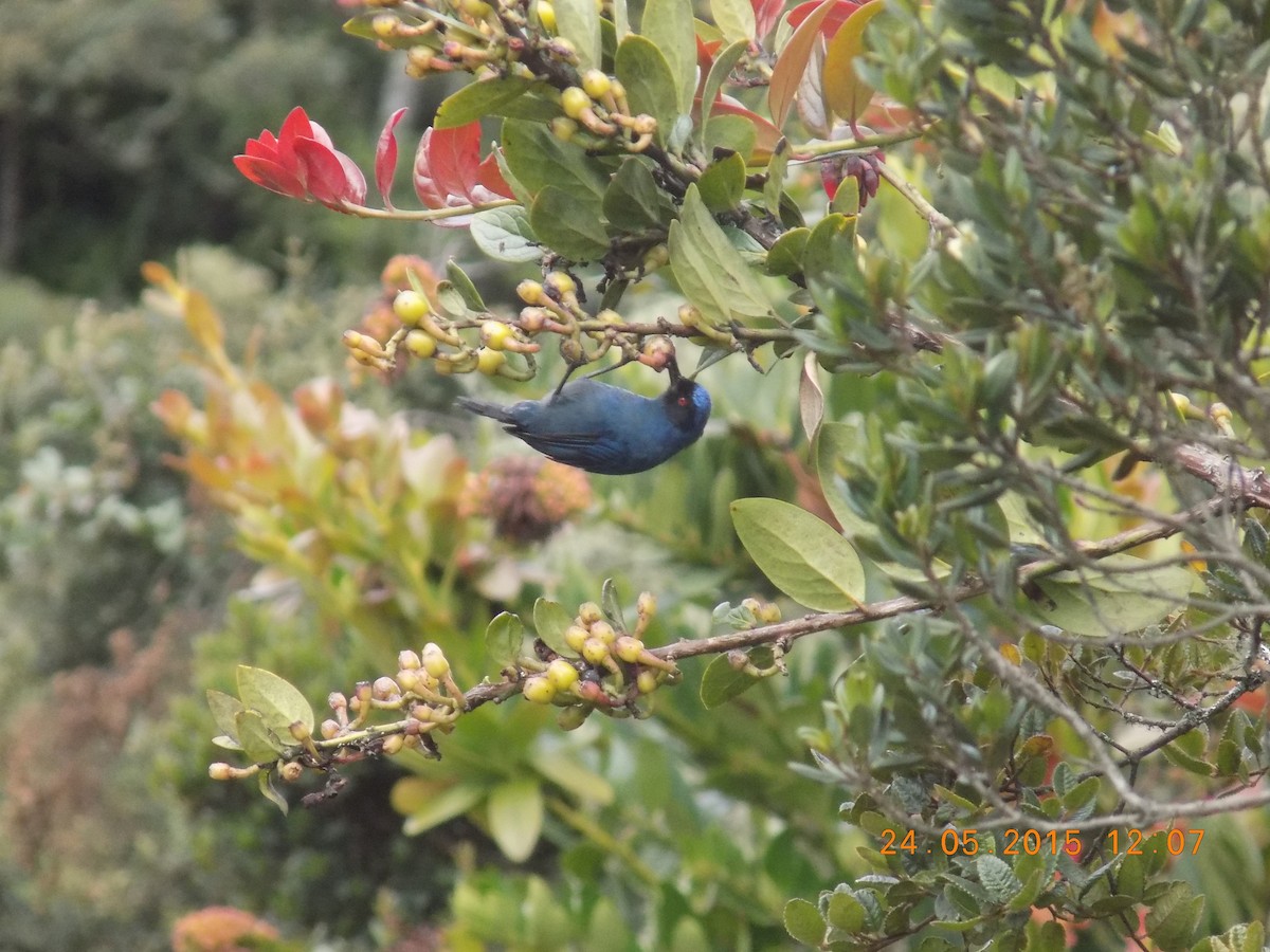 Masked Flowerpiercer - ML340759571