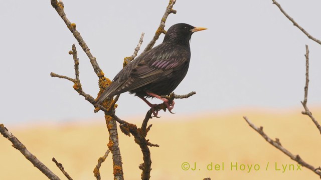 Spotless Starling - ML340760541