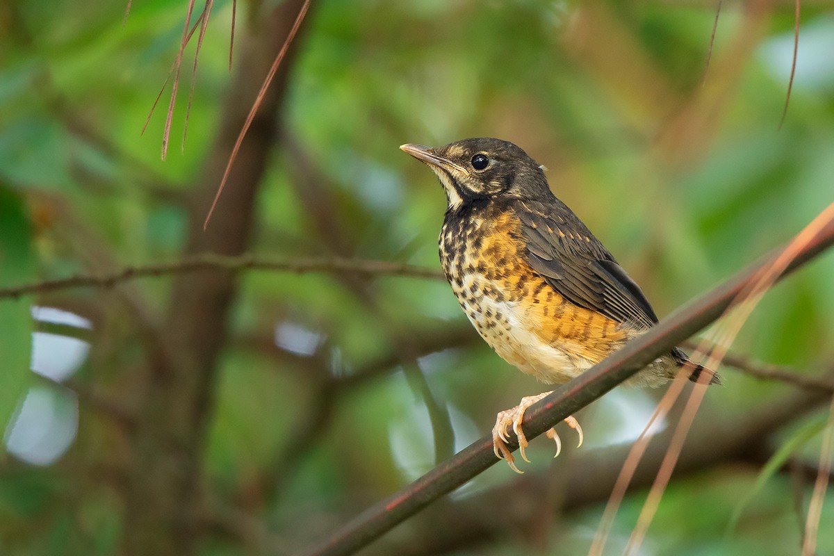 Black-breasted Thrush - Ayuwat Jearwattanakanok