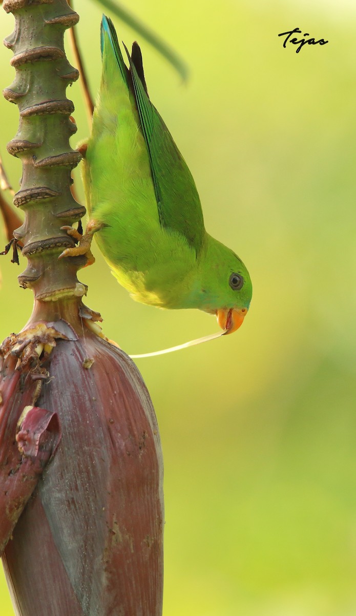 Vernal Hanging-Parrot - ML340762841