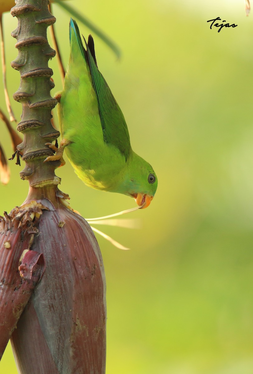 Vernal Hanging-Parrot - ML340762851