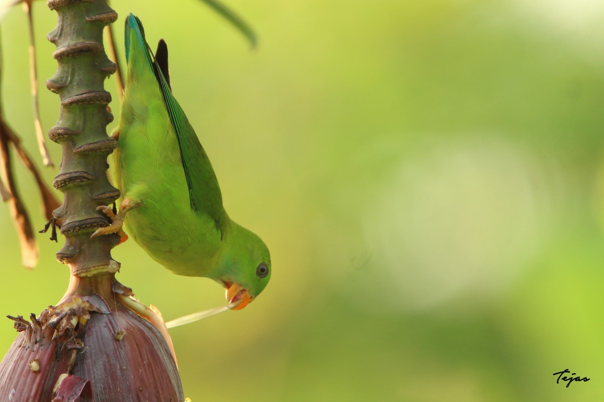 Vernal Hanging-Parrot - ML340762871