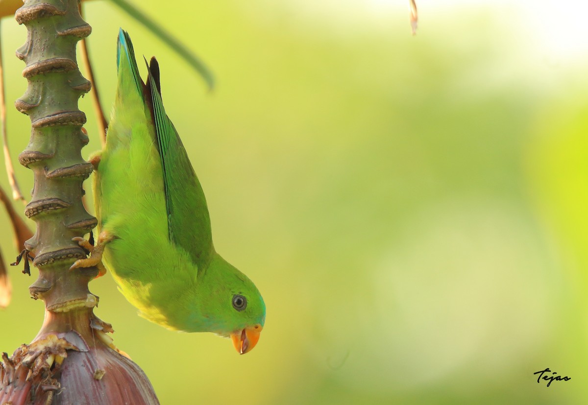 Vernal Hanging-Parrot - ML340762991