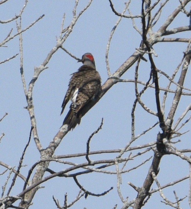 Northern Flicker - Kristen Cart