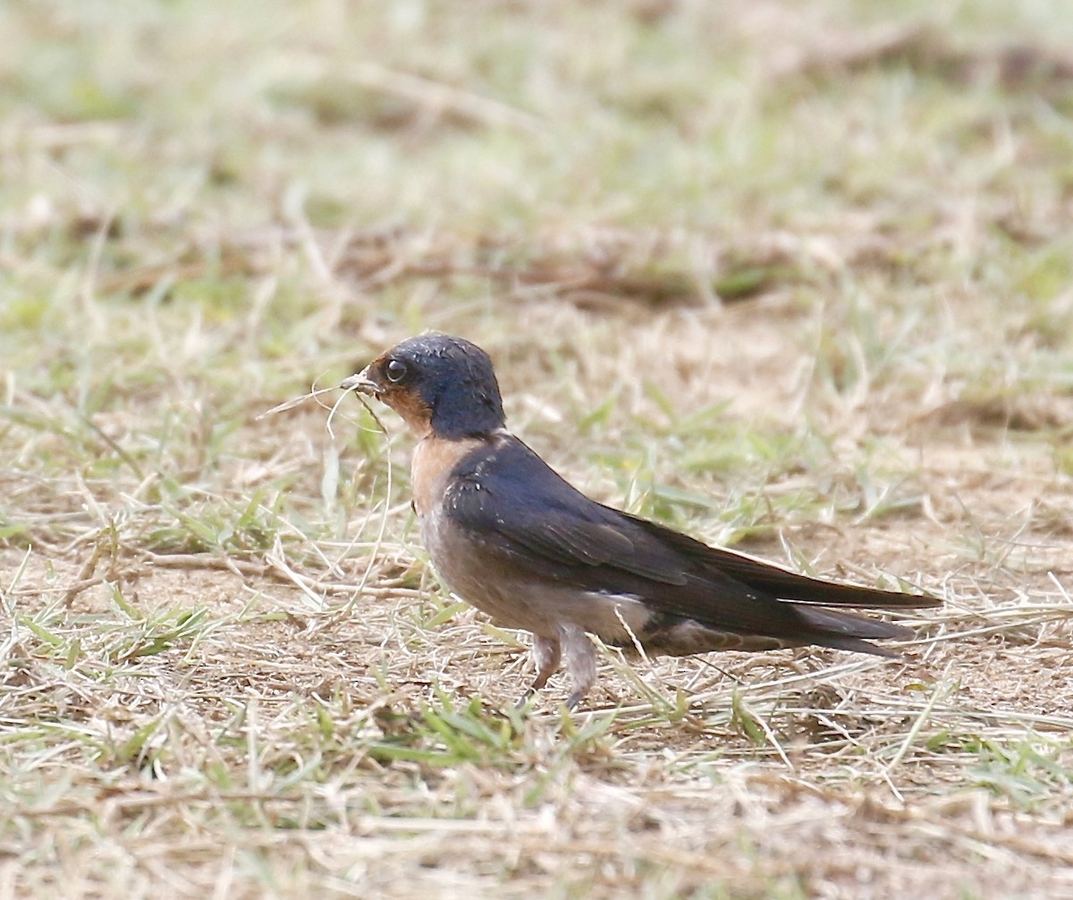 Pacific Swallow - ML340764881