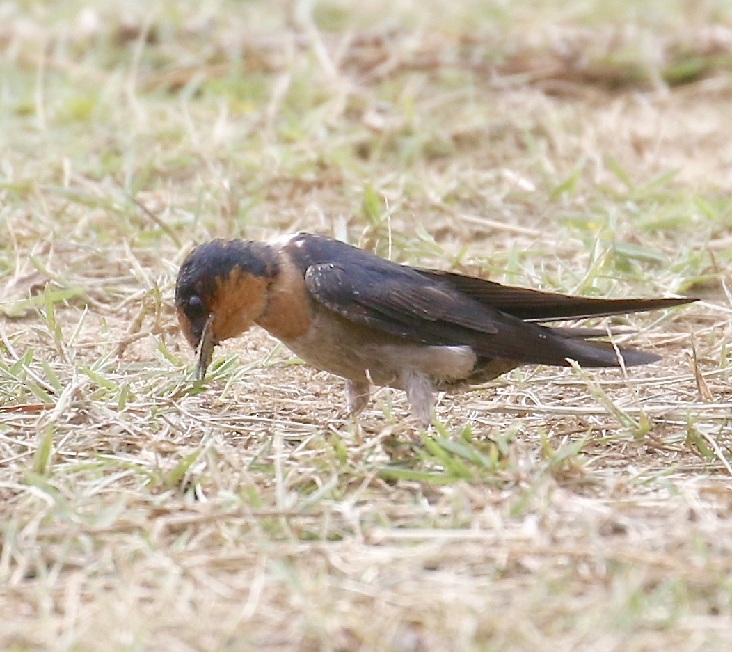 Pacific Swallow - ML340764891