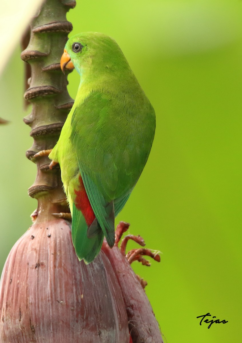 Vernal Hanging-Parrot - ML340765081