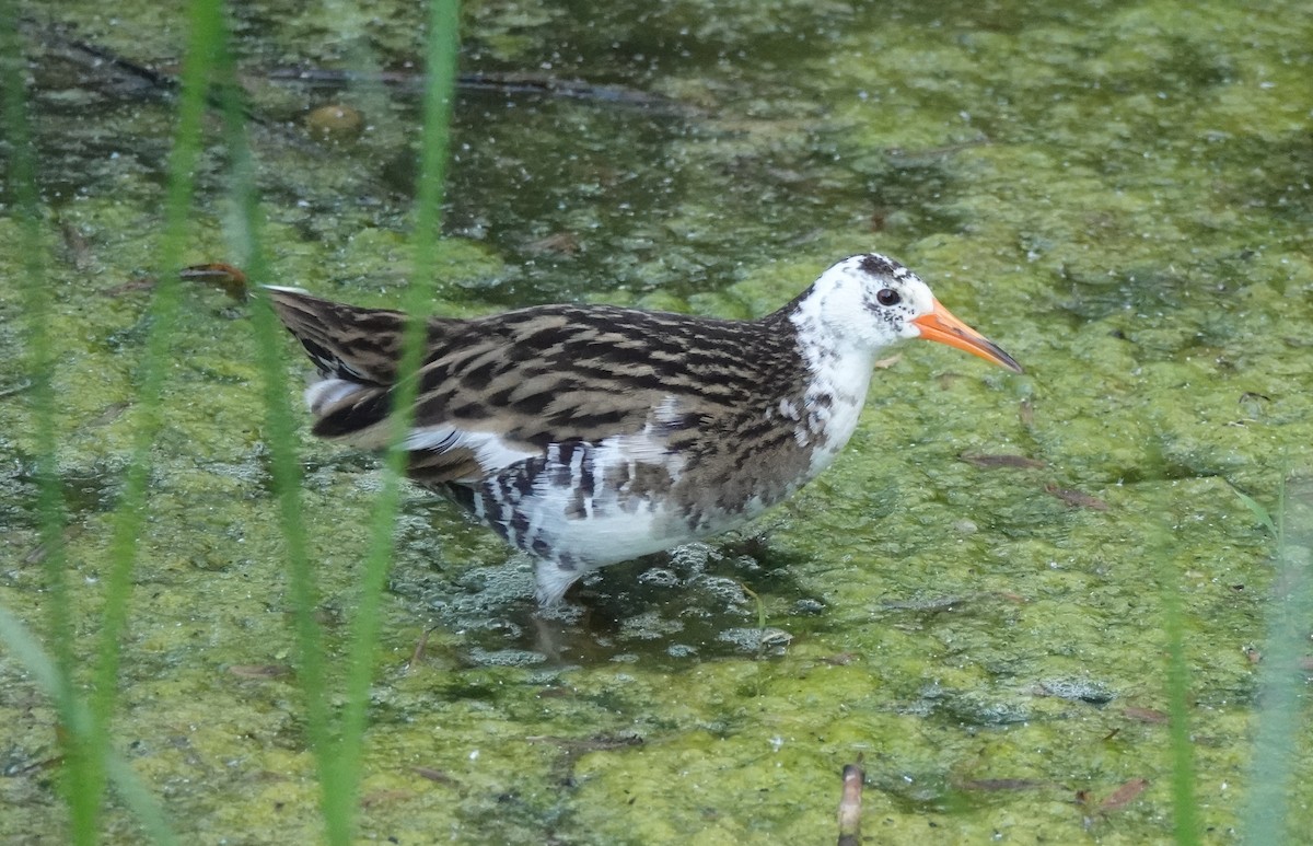 Brown-cheeked Rail - Jun Shuai