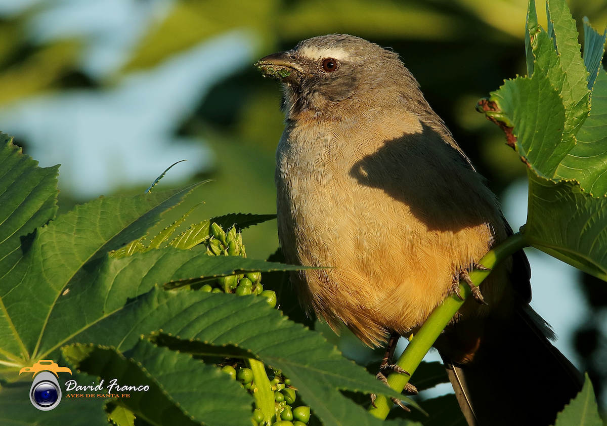 Bluish-gray Saltator - David Franco