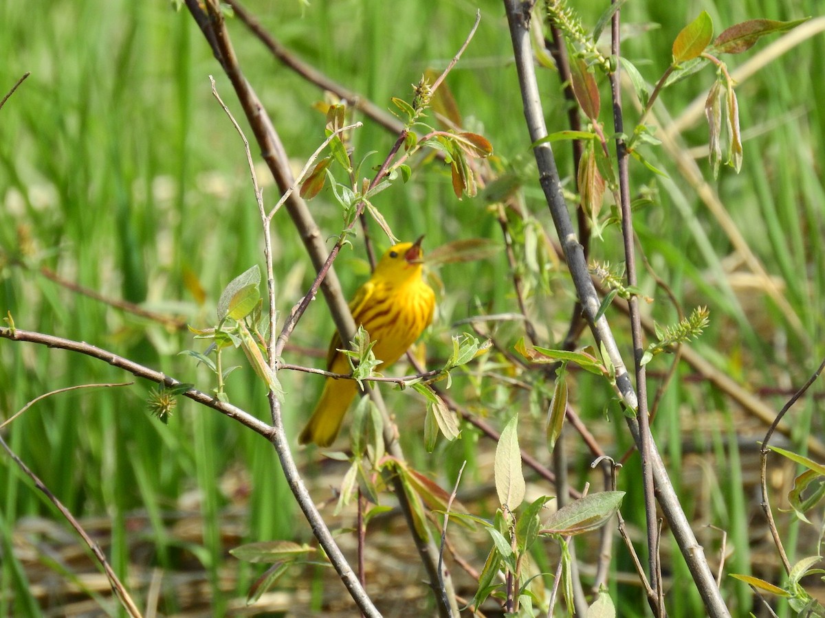 Yellow Warbler - Jenifer Paquet
