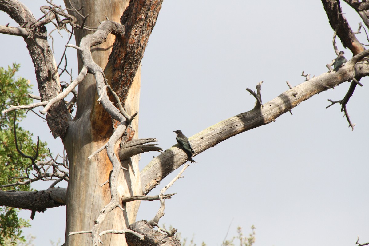 Lewis's Woodpecker - ML34076951