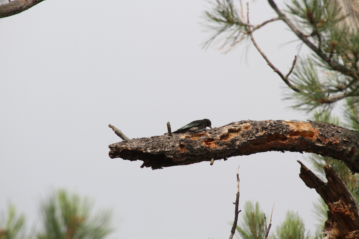 Lewis's Woodpecker - ML34076971