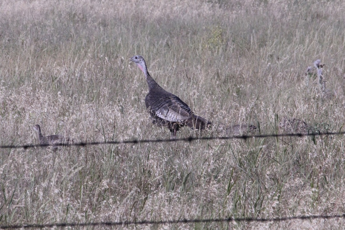 Guajolote Gallipavo - ML34077051