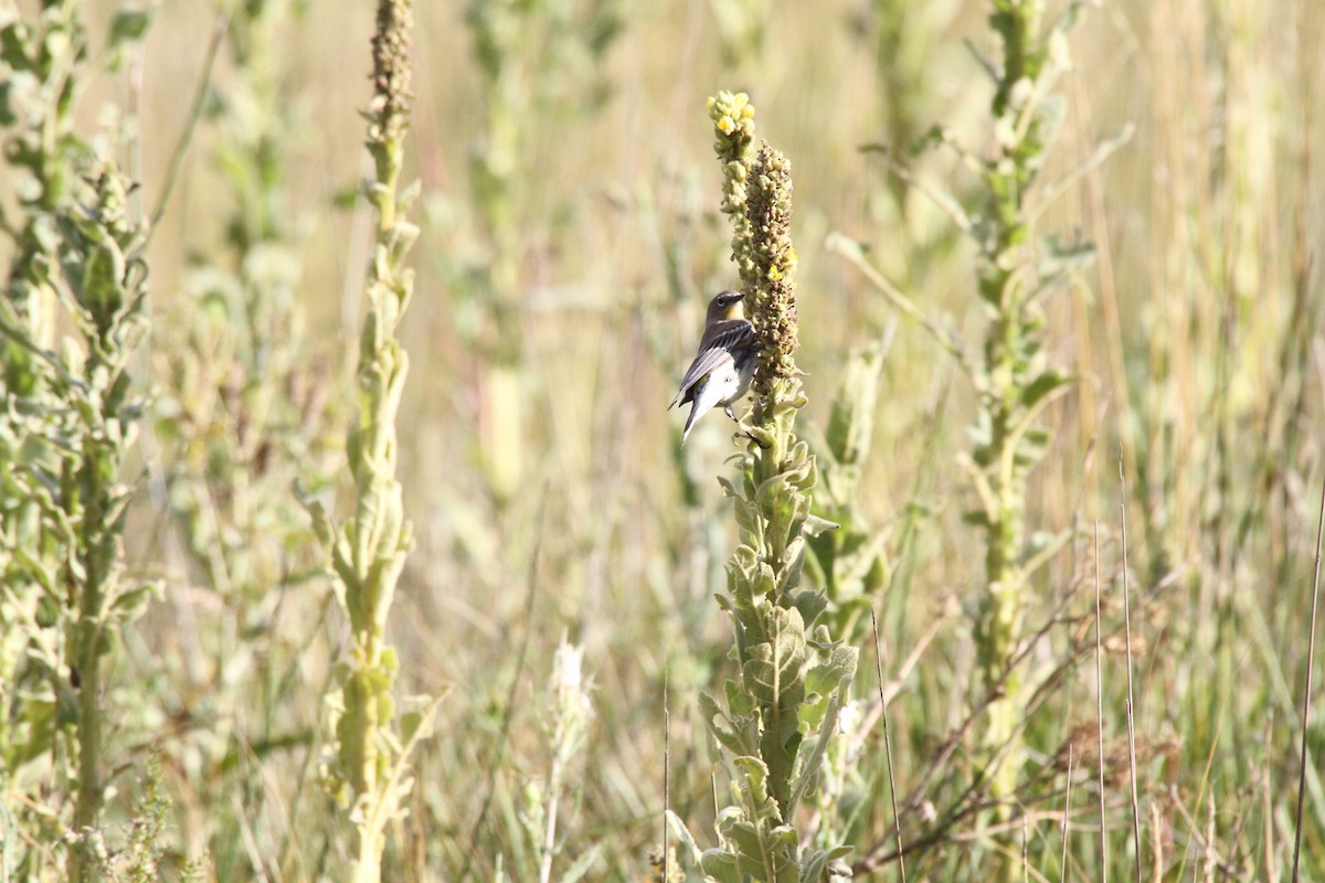 Yellow-rumped Warbler - ML34077101
