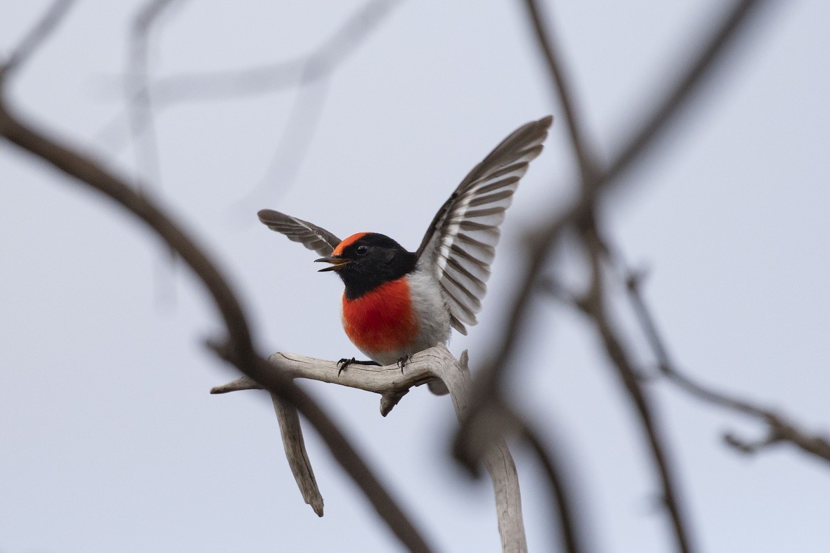 Red-capped Robin - ML340771091