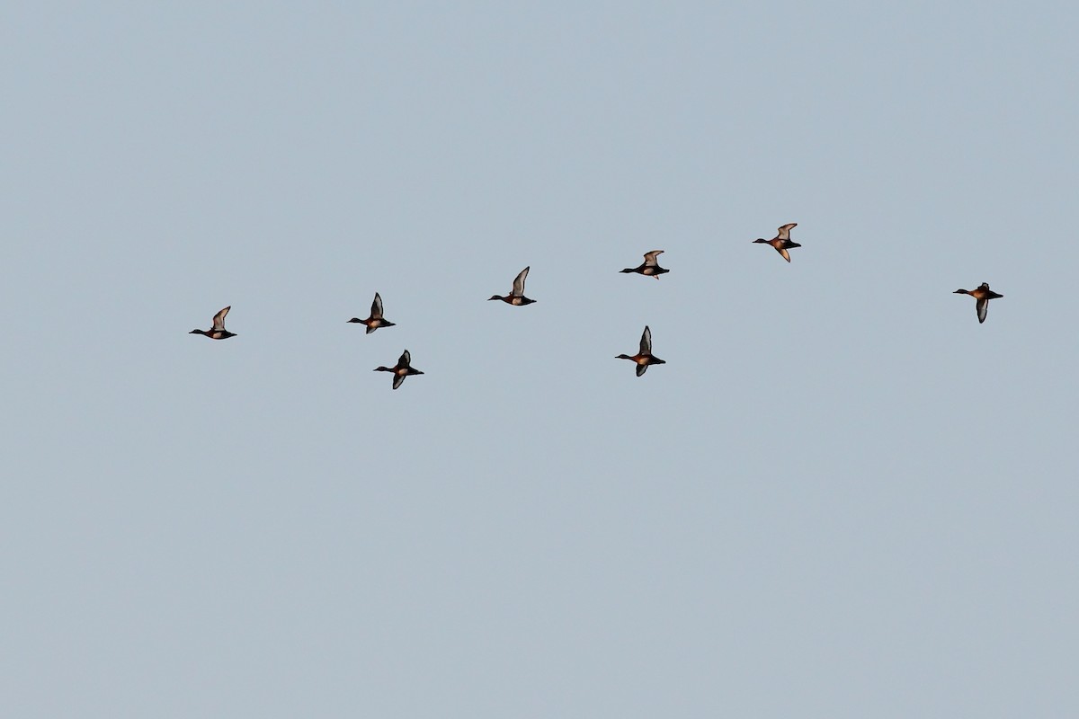 Ferruginous Duck - Zsolt Ampovics