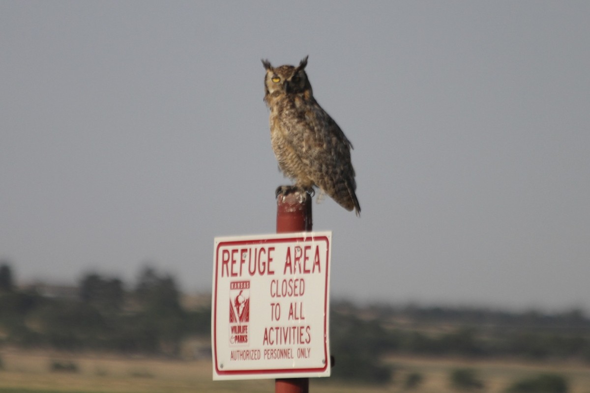 Great Horned Owl - David Marjamaa