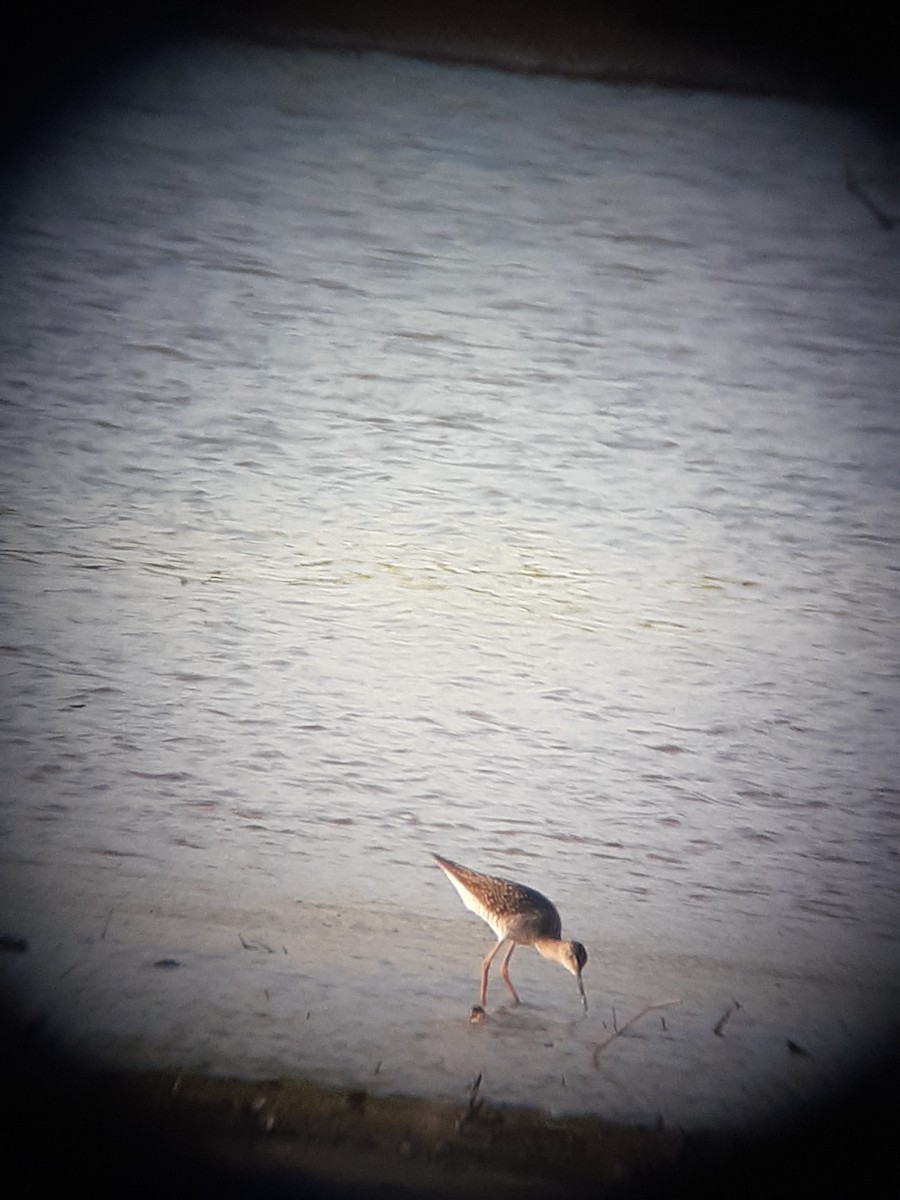 Greater Yellowlegs - ML340771751