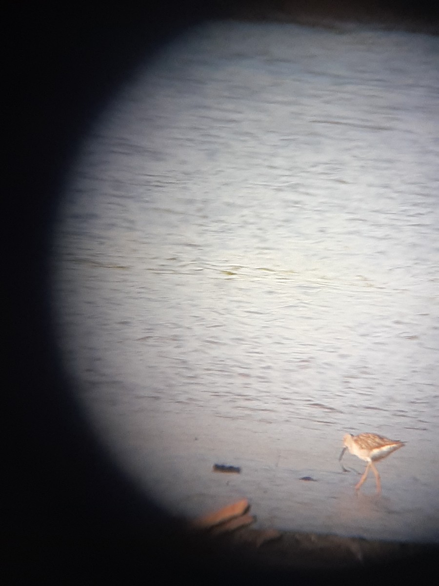 Greater Yellowlegs - ML340771781