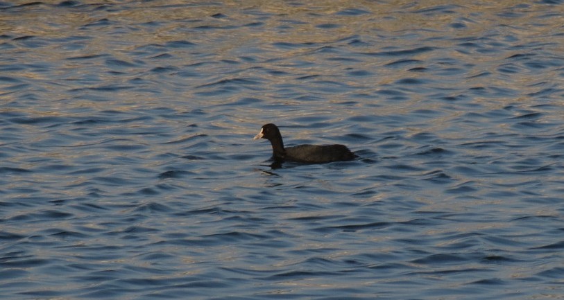 Eurasian Coot - Filipe Canário