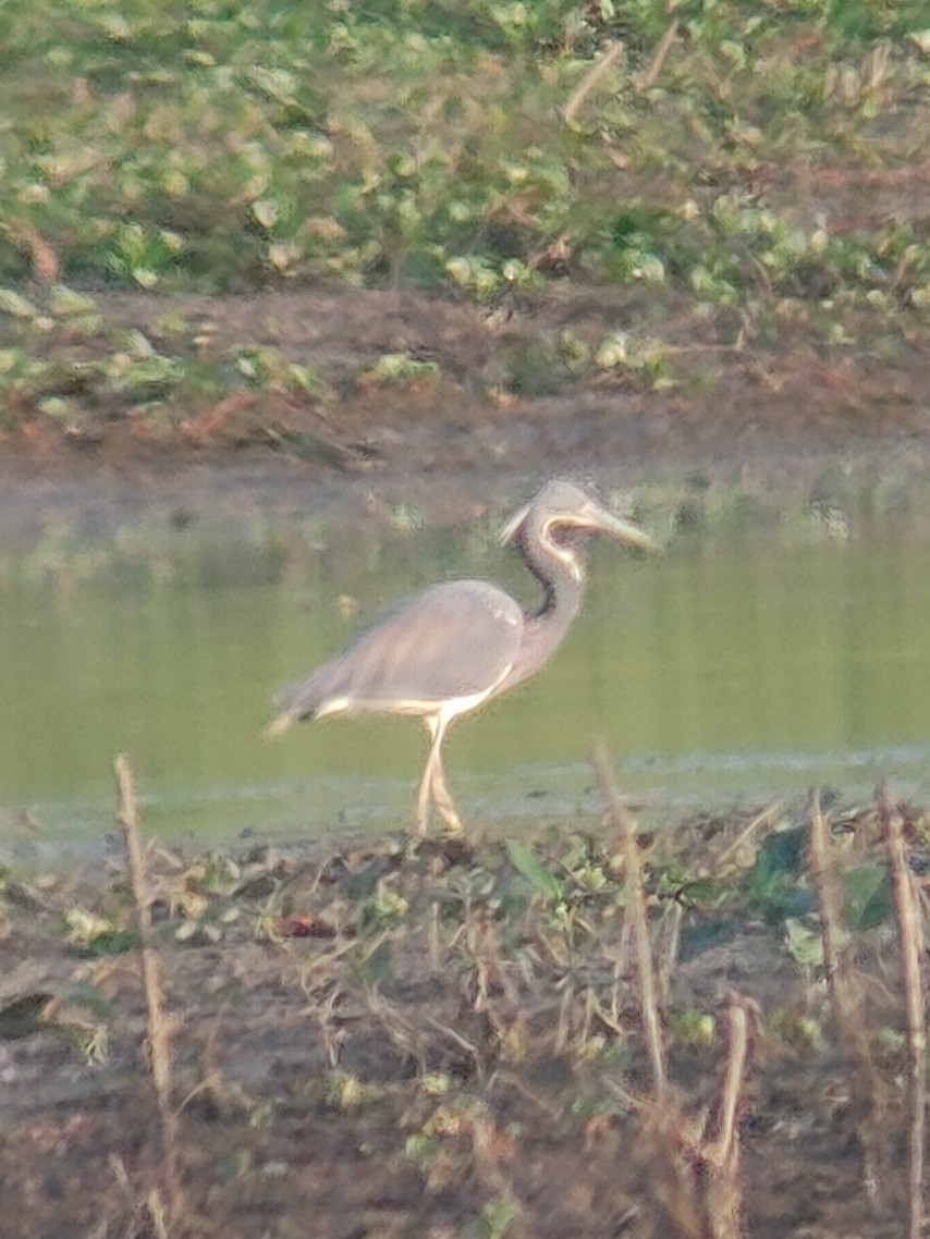 Tricolored Heron - ML340772961