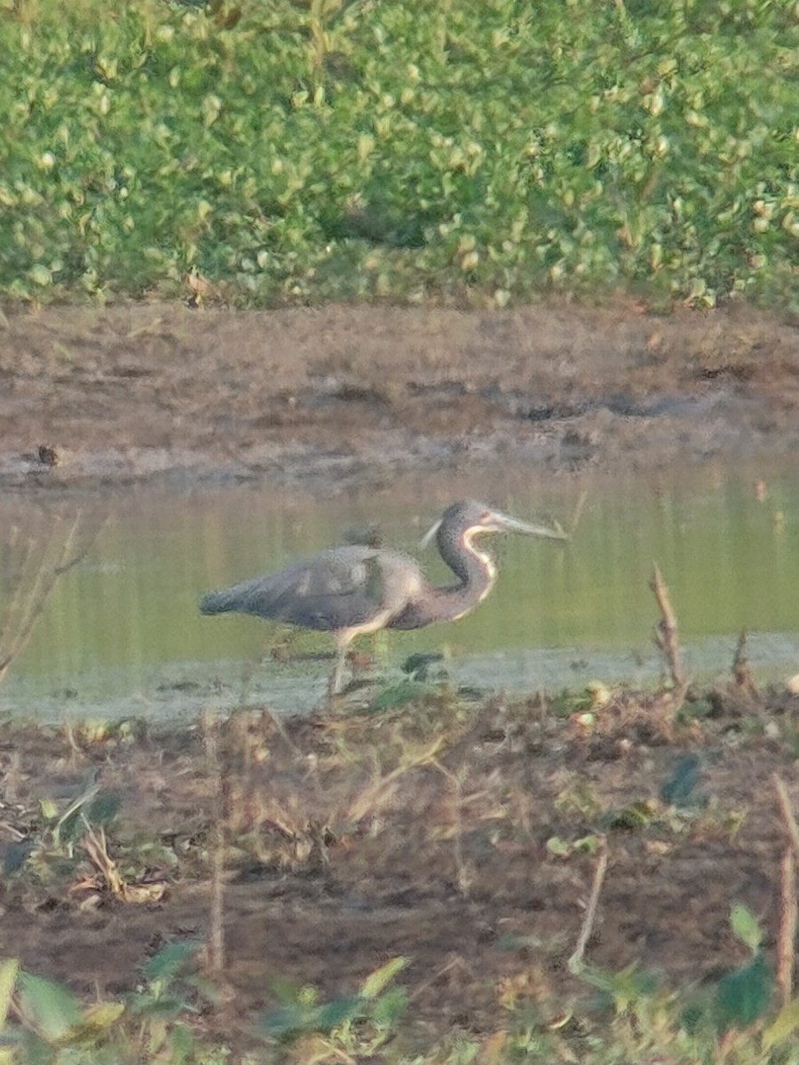 Tricolored Heron - Stuart  Tower