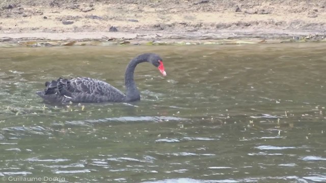 Black Swan - ML340774001