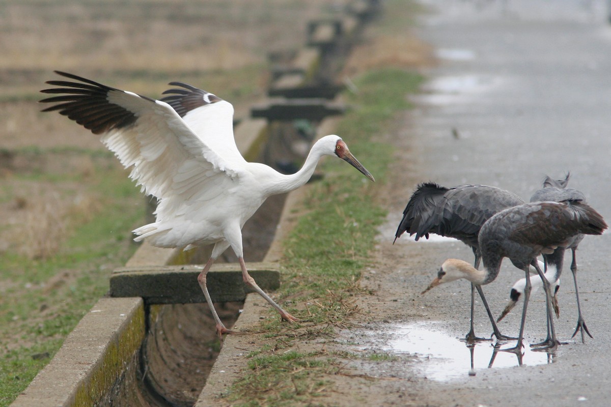 Siberian Crane - ML340774191