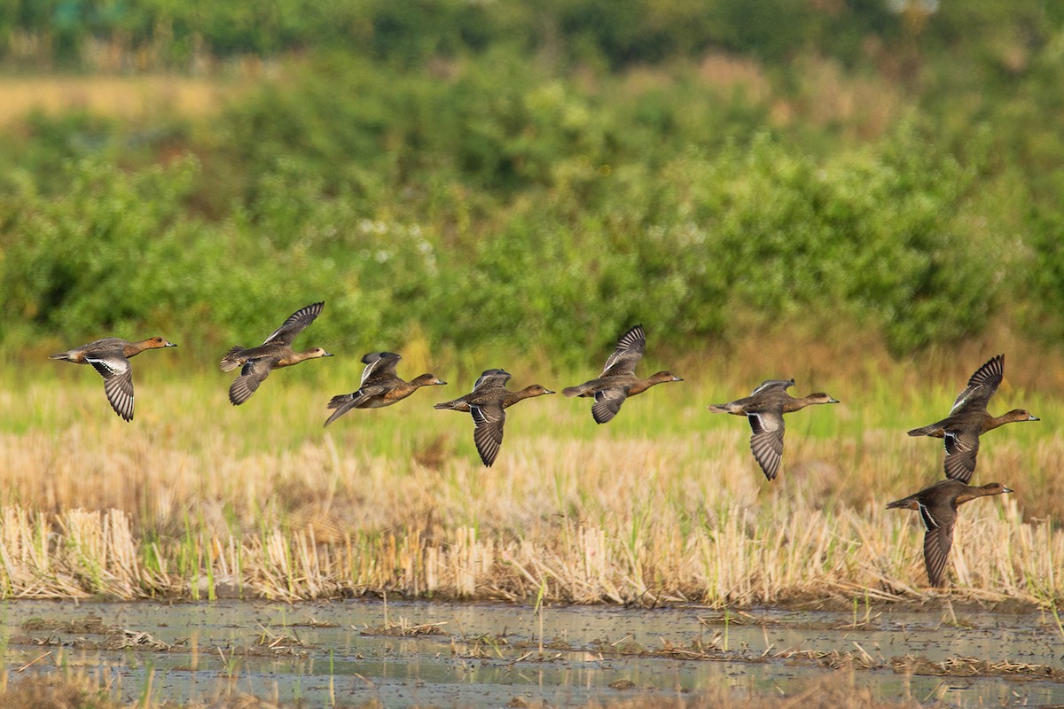 Eurasian Wigeon - ML340774941