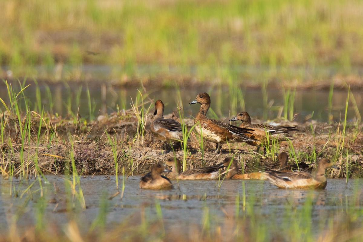 Eurasian Wigeon - Ayuwat Jearwattanakanok