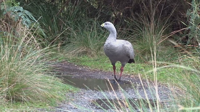 Cape Barren Goose - ML340775371