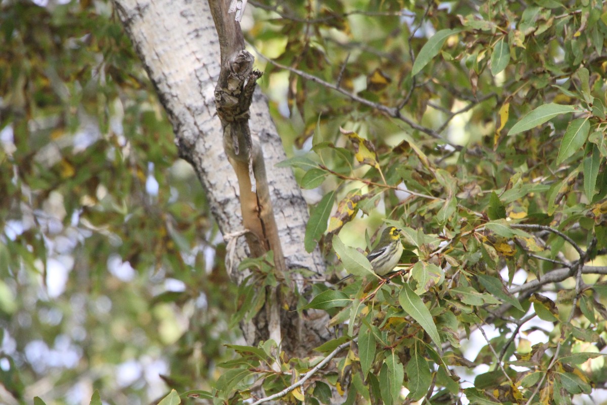 Townsend's Warbler - ML34077581