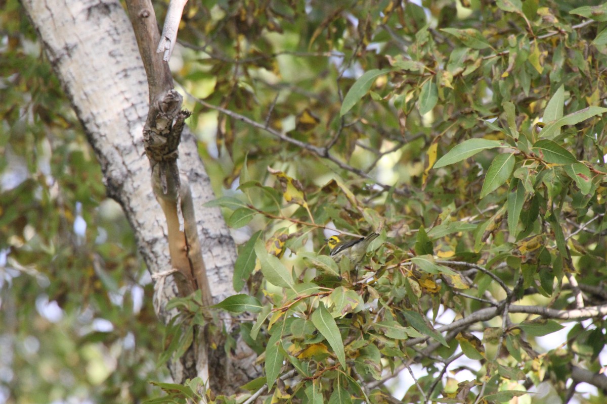 Townsend's Warbler - ML34077591