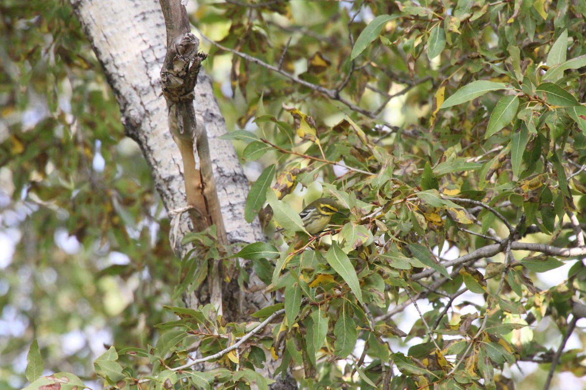 Townsend's Warbler - ML34077601