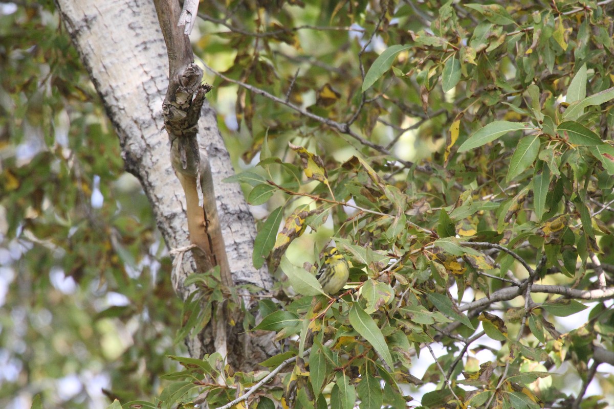 Townsend's Warbler - ML34077611