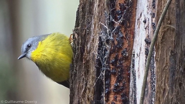 Eastern Yellow Robin - ML340776431