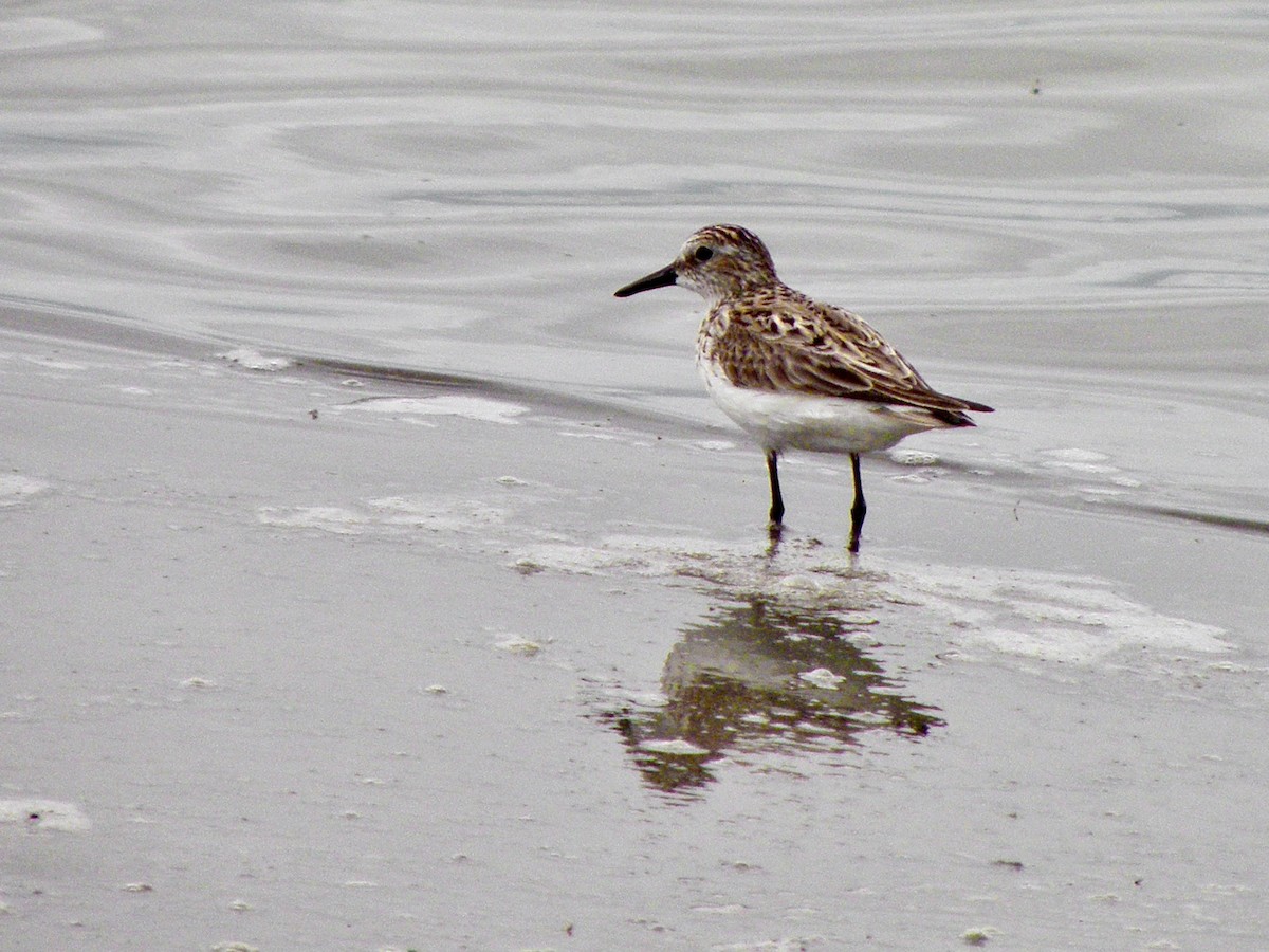 Semipalmated Sandpiper - ML340776461