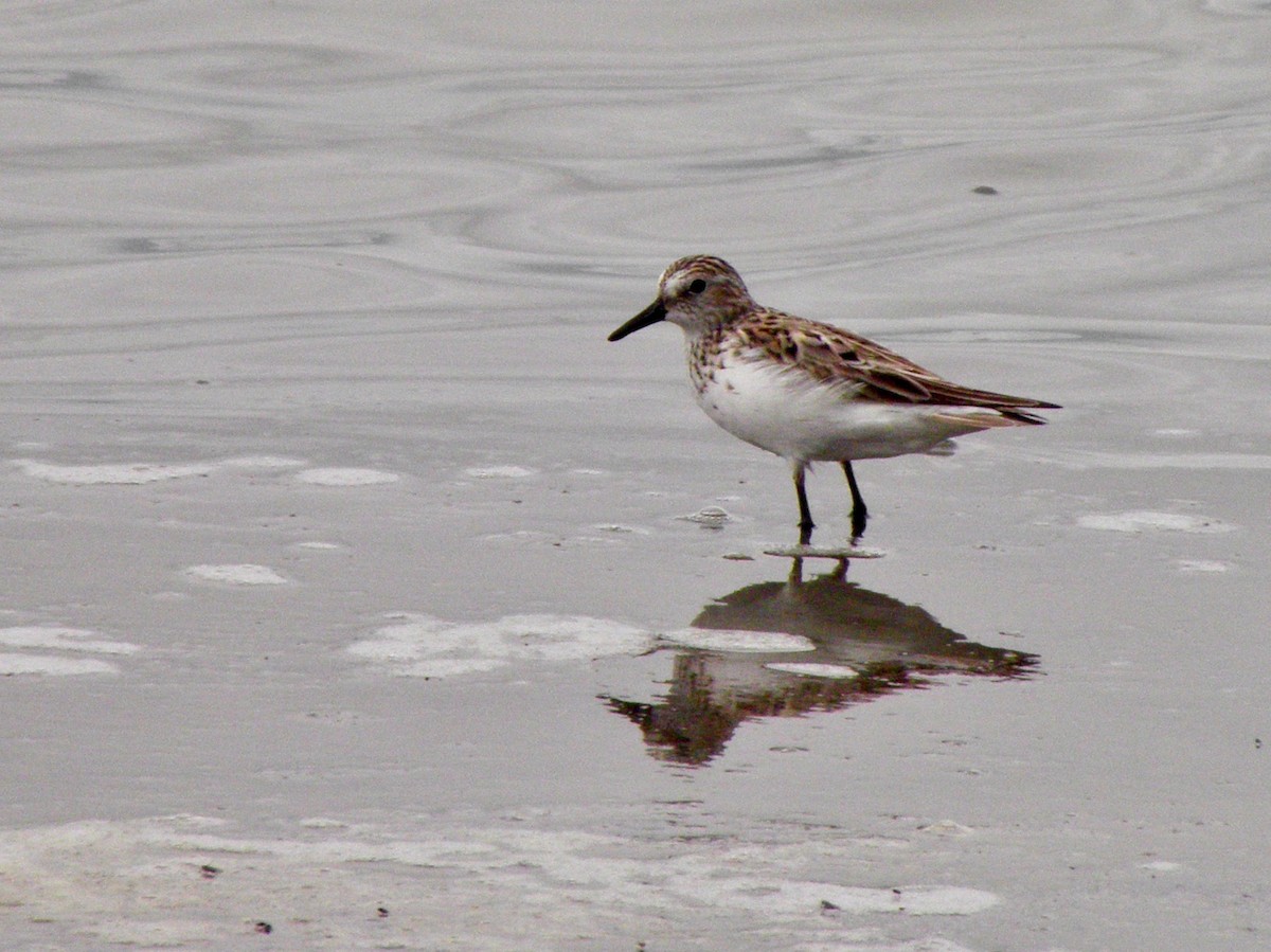 Semipalmated Sandpiper - ML340776471