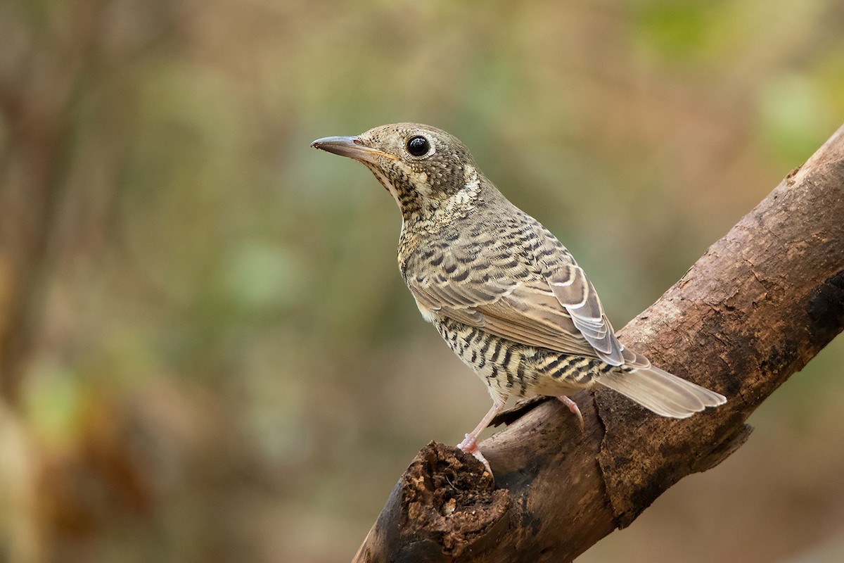 White-throated Rock-Thrush - ML340777581