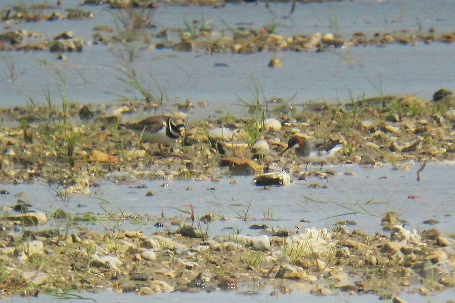 Phalarope à bec étroit - ML340777931