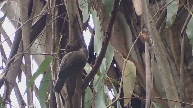 Red-browed Treecreeper - ML340778681