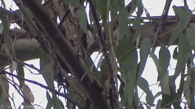 Red-browed Treecreeper - ML340778841