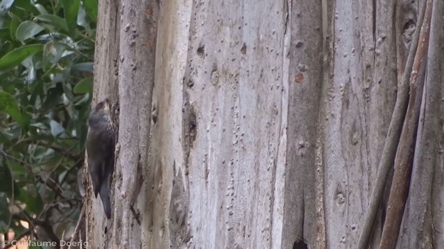 Red-browed Treecreeper - ML340779131