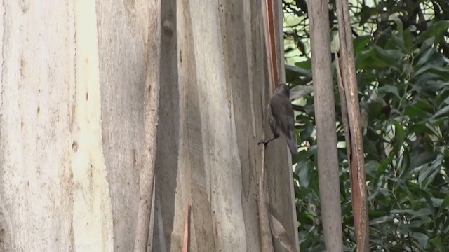 Red-browed Treecreeper - ML340779191