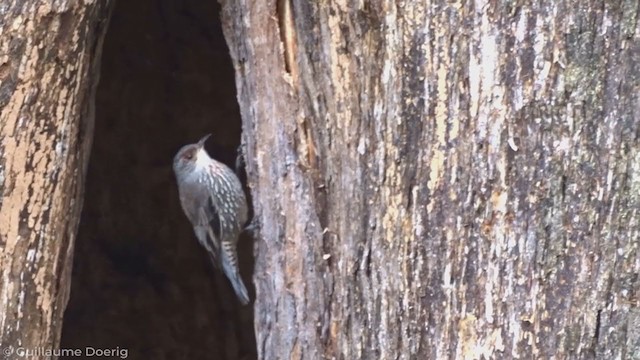 Red-browed Treecreeper - ML340779381