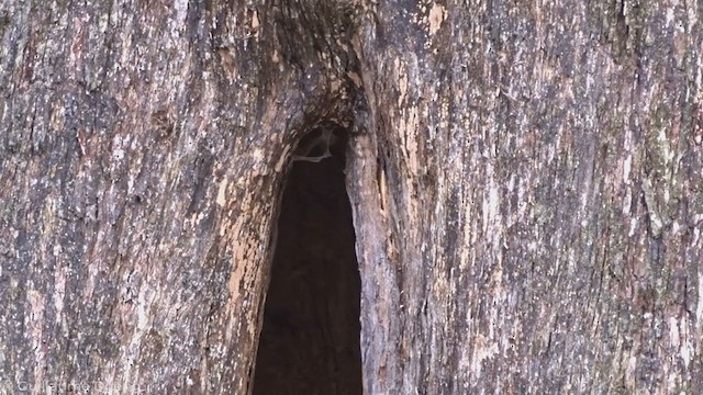 Red-browed Treecreeper - ML340779471